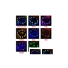 Party Decoration Colorf Christmas Glowing Wreath Halloween Crown Flower Headband Women Girls Led Light Up Hair Hairband Garlands Dro Dhiuq