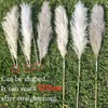 Torkade blommor 80 cm 120 cm fluffiga stora pampas gräsblomma naturliga vassar bröllop butik dekoration prydnad boho vintage heminredning bukett 230111