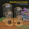 Vases Glass Dome Wooden Base With LED Light Landscape Vase Dry Flower Cloche Cover DIY Succulent Plants Container Holder Bedroom Decor 230111