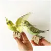 Kunst en ambachten taxidermie vullen Euraziatische papegaai specimen onderwijs / decoratie 210727 drop levering home tuin dhvmt