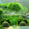 Dekoracje Aquarium Marimo Moss Ball Live Rośliny Filtr do krewetek Java Ozdoby akwarium zbiornikowe Dorad