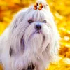 Vêtements pour chiens 50/100pc Automne Hair Bows Thanksgiving Bandes de caoutchouc pour chiens Accessoires Toilettage Petit