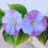 Decorative Flowers ! 1PCS (7 Colors ) High-grade Simulation Morning Glory Vine Seeds Garden And Patio Potted Plant