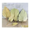 Decorative Flowers Wreaths 1Pc Dried Flower Natural Pu Fan Leaf For Diy Home Shop Display Decoration Materials Preserved Leaves Pa Dhez3