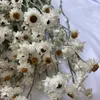 Dekorativa blommor mer än 60 blommhuvuden/bunt verklig naturlig torkad vit cineraria bukett torra rosor arrangemang dekoration hem