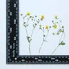 Decorative Flowers 1Set Pressed Dried Potentilla Chinens Flower Herbarium For Jewelry Postcard Bookmark Frame Phone Case Invatation Card DIY