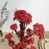 Fiori decorativi 10pcs Fiori di miglio immortale essiccati naturali Ramillete artificiale Flores Eternell Bouquet per decorazioni per la casa Ghirlande