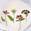 Decoratieve bloemen 1000 stcs Verbena met takmonster van natuurlijk gedroogd voor geurende kaarsendecoratie gratis verzending