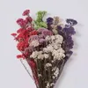 Dekorativa blommor naturliga torkade verkliga eviga hirsblommor Bukett Diy -tillbehör för vardagsrumshem Bröllop Mariage Boheme Decor
