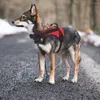 Köpek yakaları xs-xxl Dayanıklı yansıtıcı evcil hayvan göğüs kablo demeti ayarlanabilir büyük yürüyüş küçük orta büyük köpekler
