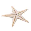 Decorações de Natal 100pcs mini decoração de artesanato de estrelas do mar Natural Stars mares