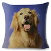 Poduszka urocza Golden Retriever Pet Dog Cover 45 Square Covers Linen Case Sofa