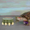 Bowls Suction Cup Snake Tank Accessories Reptile Bowl Gecko For Home Lizard Tortoises