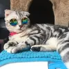 ملابس الكلاب أزياء حيوان أليف Doggles UV Sunglasses Cat Cate Classes Colling AccessoriesReplection Eye Wear Wear Funder Po Props Colored