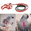 Hundhalsar Leashes Bird Harness Justerbar papegoja Nylon koppel för utomhusaktiviteter Training Eastern Bluebonnet Cockatoo Parakeet