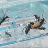 小動物の供給1PCS 3D昆虫アリ農場のためのアクリル観察膨張迷路の家教育装飾のアクセサリーは、ワールドバグボックスオーナメント230130を調べます