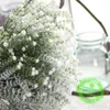 Torkade blommor Nya 69 cm Vita torkade blommor Naturlig babysbreath Preserve Floral Plant Bouquet Wedding Home Backdrop Decor Diy Craft R230725