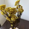 Dekoratif Çiçekler 50 Geceli Gerçek Kurutulmuş Darı Çiçek Buket Ev Düğün Partisi Hediyeler Konuklar Boho Dekor Yıl Vazoları Pampas