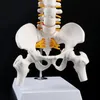 Andra kontorsskolatillförsel 45 cm flexibel mänsklig ryggradskolonn Vertebral lumbal kurva Anatomisk modell Anatomi Spine Teaching Tool 230130