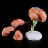 Other Office School Supplies 4D Disassembled Anatomical Human Brain Model Anatomy Teaching Tool Statues Sculptures Use 230703