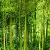 Carte da parati Murales 3D personalizzati Carta da parati moderna della foresta di bambù verde Po per soggiorno TV Divano Sfondo Panno Decorazioni per la casa Affresco