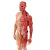 Другая офисная школа поставляет 30 см смола, анатомия, модель скелета для мышц человека 230130