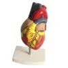 يزود Office Office Schools Human Heart Model 2Part نسخة طبق الأصل من حجم الحياة Deluxe مع 34 هياكل تشريحية محتفظ بها معًا المغناطيس 230130