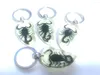 Keychains 5 PCS Real Black Gothic Scorpion Glow In Dark Fashion Keychain