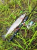 Przynęty Przynęty SEALUR BISHIBLES DUDOW 1PCS Pike Bait Minnow 11cm 105g Jerkbait Deep Swim Wobblers Crankbait 230801