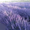 Fiori decorativi 110G Fasci di lavanda essiccati naturali Mazzo Bouquet di moda