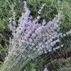 Dekorativa blommor 110g torkad naturlig blommabuketter Pure Lavender Bouquet