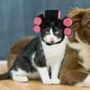 Chat Costumes Halloween Chien Cosplay Chapeau Carnaval Pet Chiot Mignon Accessoire Décoratif En Peluche Belle Chapeaux Cap