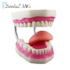 Other Oral Hygiene Dental Model Teeth 6 Times Normal Brushing Model with Large Toothbrush Teaching Modeling Dental Oral Care Dental Products 230802