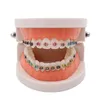 Другая гигиена полости рта. Ортодонтическая модель для изучения ортодонтических ортодонтических моделей для медицинской стоматологии ухода за полостью рта и стоматологических продуктов 230802