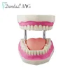 Outros dentes modelo de higiene oral modelo de escovação normal 6 vezes com escova de dentes grande modelagem de ensino dental cuidados orais produtos odontológicos 230802