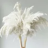 Decoratieve Bloemen Witte Kleur Grote Maat Echt Gedroogd Pampas Gras Bruiloft Decor Bloem Bos Natuurlijke Planten Thuis Herfst