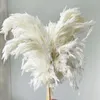 Decoratieve Bloemen Witte Kleur Grote Maat Echt Gedroogd Pampas Gras Bruiloft Decor Bloem Bos Natuurlijke Planten Thuis Herfst