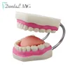 Outros dentes modelo de higiene oral modelo de escovação normal 6 vezes com escova de dentes grande modelagem de ensino dental cuidados orais produtos odontológicos 230802