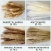 Gras Getrockneter Blumenstrauß Boho Home Decor100 Teile/los Creme Pampas Gras Flauschigen Zimmer Phragmites Dekoration Natürlichen Hasenschwanz