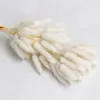 Grass Dried Flowers Bouquet Material Shooting Props Color Dogtail Grass Factory Wholesale