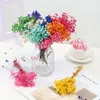 Flores decorativas Natural Babysbreath Fresh Mini Dry Dry Bouquet para Boda Wedding Party Decoration