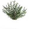 Fleurs décoratives feuilles d'eucalyptus séchées tiges de verdure véritable branches fraîches pour douche mariage guirlande fête maison parfum vase décor