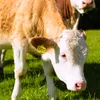 Altri articoli vari per la casa Marchi auricolari per bovini Etichetta di identificazione per allevamento di bestiame in plastica TPU per animali con numero per pecora maiale mucca 100 pezzi 230804