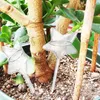 Bewateringsapparatuur Automatisch bloemapparaat Potplanten Zelfbewaterende bollen Plastic ballen Binnen Buiten Tuin Lui gereedschap