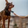 Coleiras para cachorro Trela Tração Corda Ajustável Para Couro Protetor Forte Caminhada Confortável