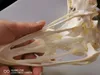 Dekorativa objekt Figurer Taxidermy Real Ostrich Skull Animal Skull Exempel Collectibles Study 230804