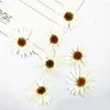 Decoratieve bloemen echt 120 stks geperst gedroogd wit Argyranthemum bloem planten herbarium voor epoxyhars sieraden maken gezicht make-up nagelkunst