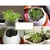 Planters Pots Pcs/set DIY Mini Yang Indah Beruntung Mini Telur Pot Tanaman Desktop Kantor Rumah Menggunakan