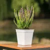 Planters Pots Pot Tanaman Penyiraman otomatis Bening Pot Bunga Plastik Pot Bunga Hidroponik Tanaman Sukulen Bonsai Rumah Luar Ruangan Dalam Ruangan