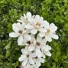 Fleurs décoratives petit fait à la main blanc chrysanthème marguerite naturel vraies plantes fleur sèche Bouquet mariage fête Arrangement décoration